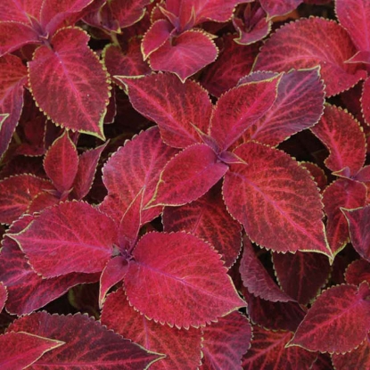 Picture of Coleus - Wizard Velvet Red